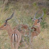  Lake Manyara, TZ